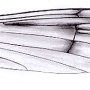 Dactylolabis (Dactylolabis) montana : wing