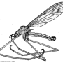 Dactylolabis (Dactylolabis) novaezemblae : habitus - male