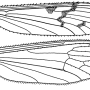 Dactylolabis (Dactylolabis) novaezemblae : wing