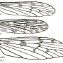 Dactylolabis (Dactylolabis) nubecula : wing