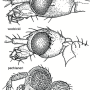 Dactylolabis (Dactylolabis) pechlaneri : body part(s) - head