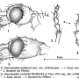Dactylolabis (Dactylolabis) pechlaneri : body part(s) - head and antenna