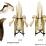 Dactylolabis (Coenolabis) posthabita : hypopygium