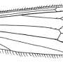 Dactylolabis (Coenolabis) posthabita : wing