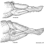 Dactylolabis (Dactylolabis) retrograda : ovipositor