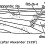Dactylolabis (Dactylolabis) rhicnoptiloides : wing