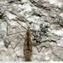 Dactylolabis (Dactylolabis) sexmaculata : habitus - female