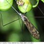 Dactylolabis (Dactylolabis) sexmaculata : habitus - male