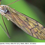Dactylolabis (Dactylolabis) sexmaculata : habitus - male