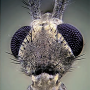 Dactylolabis (Dactylolabis) sexmaculata : body part(s) - head and antenna