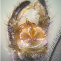 Dactylolabis (Dactylolabis) sexmaculata : hypopygium