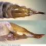 Dactylolabis (Dactylolabis) sexmaculata : ovipositor