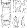Dactylolabis (Dactylolabis) subdilatata : hypopygium