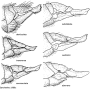 Dactylolabis (Dactylolabis) subdilatata : ovipositor