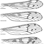 Dactylolabis (Dactylolabis) subdilatata : wing
