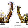 Dactylolabis (Dactylolabis) symplectoidea : hypopygium