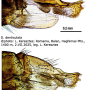 Dactylolabis (Dactylolabis) symplectoidea : ovipositor