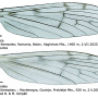 Dactylolabis (Dactylolabis) symplectoidea : wing