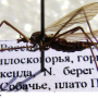 Dactylolabis (Dactylolabis) tschernovi : habitus - female Dactylolabis (Dactylolabis) tschernovi : habitus - female