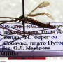 Dactylolabis (Dactylolabis) tschernovi : habitus - male Dactylolabis (Dactylolabis) tschernovi : habitus - male