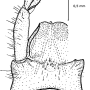 Dactylolabis (Dactylolabis) tschernovi : hypopygium Dactylolabis (Dactylolabis) tschernovi : hypopygium