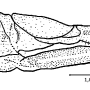 Dactylolabis (Dactylolabis) tschernovi : ovipositor Dactylolabis (Dactylolabis) tschernovi : ovipositor