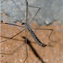 Dactylolabis (Eudactylolabis) vestigipennis : habitus - male Dactylolabis (Eudactylolabis) vestigipennis : habitus - male