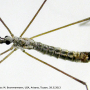 Dactylolabis (Eudactylolabis) vestigipennis : habitus - male Dactylolabis (Eudactylolabis) vestigipennis : habitus - male