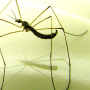 Dactylolabis (Eudactylolabis) vestigipennis : habitus - male Dactylolabis (Eudactylolabis) vestigipennis : habitus - male