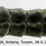 Dactylolabis (Eudactylolabis) vestigipennis : body part(s) - abdomen Dactylolabis (Eudactylolabis) vestigipennis : body part(s) - abdomen
