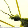 Dactylolabis (Eudactylolabis) vestigipennis : body part(s) - head and antenna Dactylolabis (Eudactylolabis) vestigipennis : body part(s) - head and antenna