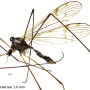 Dactylolabis (Dactylolabis) wudangensis : habitus - female