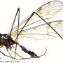Dactylolabis (Dactylolabis) wudangensis : habitus - female