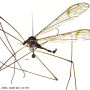 Dactylolabis (Dactylolabis) wudangensis : habitus - male