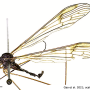 Dactylolabis (Dactylolabis) wudangensis : habitus - male