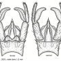 Dactylolabis (Dactylolabis) wudangensis : hypopygium