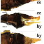 Dactylolabis (Dactylolabis) wudangensis : ovipositor