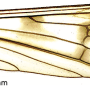 Dactylolabis (Dactylolabis) wudangensis : wing