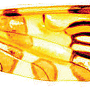 Dapanoptera hipmilta : wing Dapanoptera hipmilta : wing