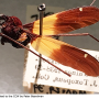 Dapanoptera meijereana : habitus - male