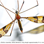 Dapanoptera richmondiana : habitus - female