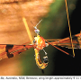 Dapanoptera richmondiana : habitus - male