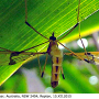 Dapanoptera richmondiana : habitus - male