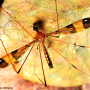 Dapanoptera richmondiana : habitus - male