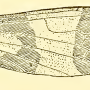 Dapanoptera richmondiana : wing