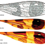 Dapanoptera richmondiana : wing