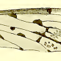 Dapanoptera versteegi : wing Dapanoptera versteegi : wing