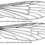 Dasymallomyia clausa : wing