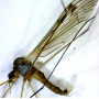 Dicranomyia (Dicranomyia) affinis : habitus - male