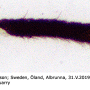 Dicranomyia (Dicranomyia) affinis : body part(s) - claw